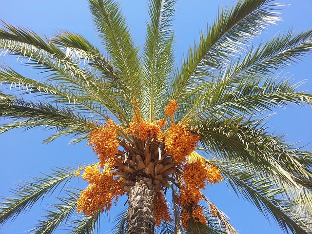 Date Palm