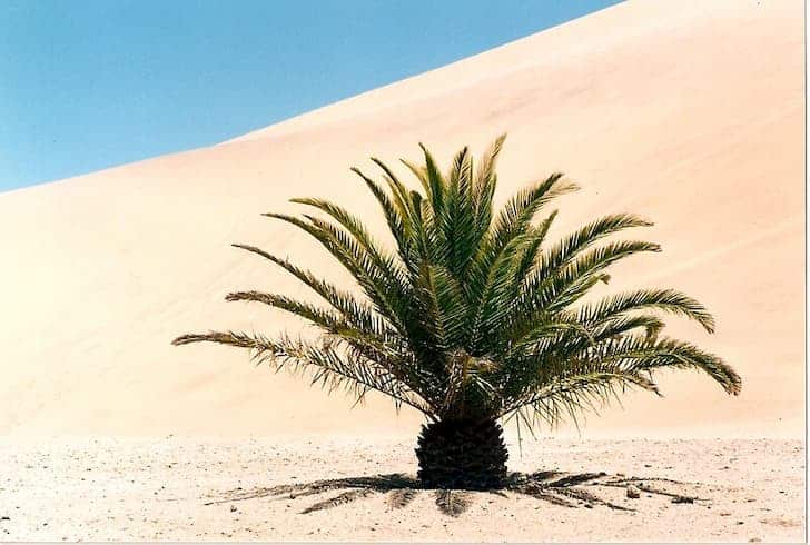 30+ Indigenous Desert Plants That Can Grow in Harsh Climate - Conserve  Energy Future