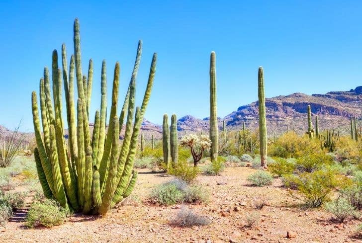 Desert Plants