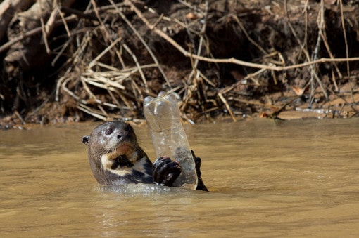 Environmental Harm Due To Plastic Water Bottles 34