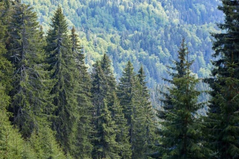 Coniferous Forests Location, Climate, Temperature, Precipitation
