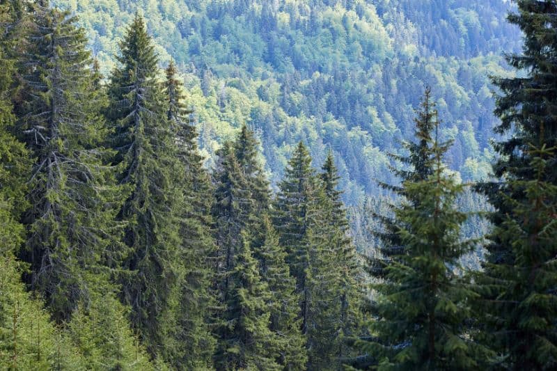 Coniferous Forests Plants