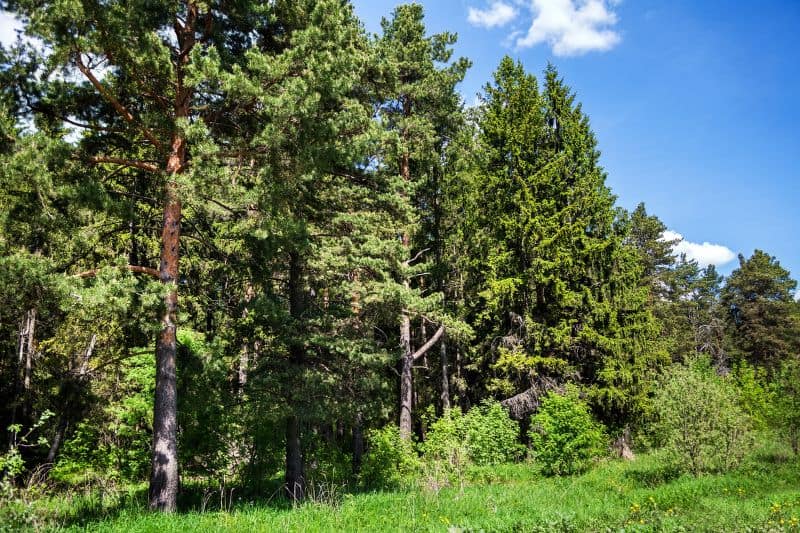 Coniferous Forests Plants and Vegetation