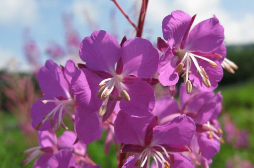 taiga biome plants names