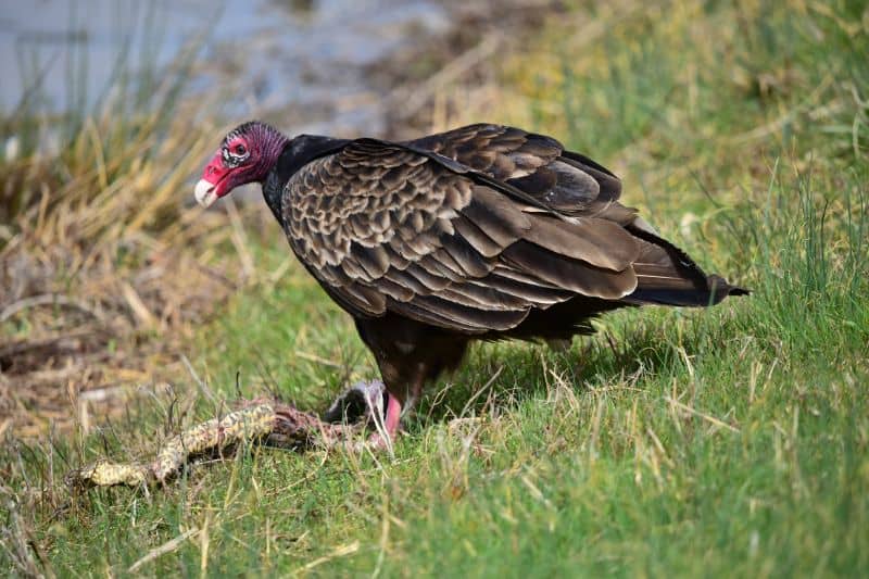 Scavengers and Decomposers