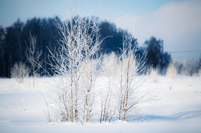 Tundra plants