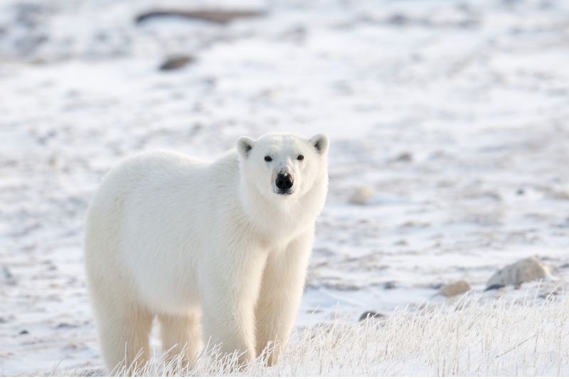 Meat-eating tundra bear