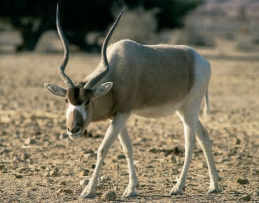 Various Desert Animals - Conserve Energy Future Various Desert Animals - Conserve Energy Future