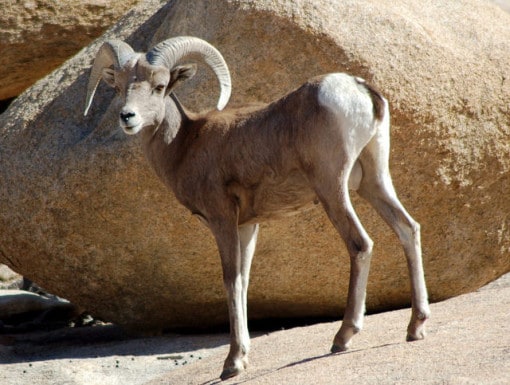 bighorn-sheep