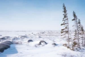 coldest-tundra-biome