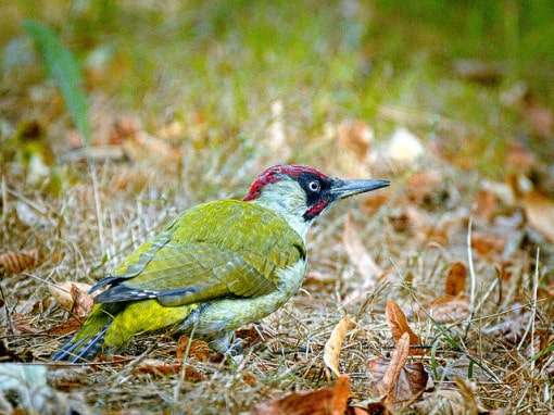green-woodpecker