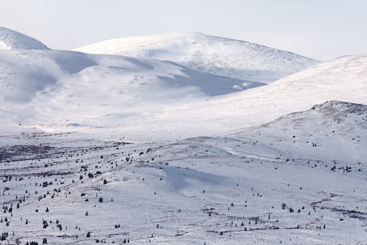 Tundra Biome: Climate, Location, Temperature, Precipitation, Plants and  Animals - Conserve Energy Future