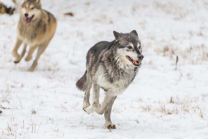 photo-tundra-wolves-in-a-snowy