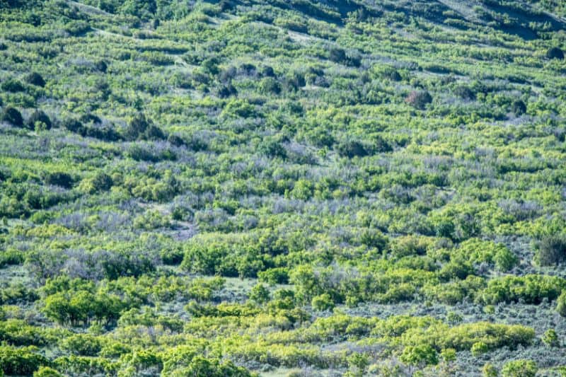 Chaparral Biome In Spring