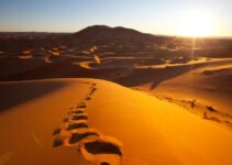 Desert Ecosystem: Biotic and Abiotic Components (And Importance of Desert Ecosystem)