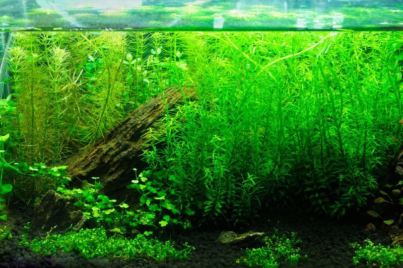 Freshwater plants