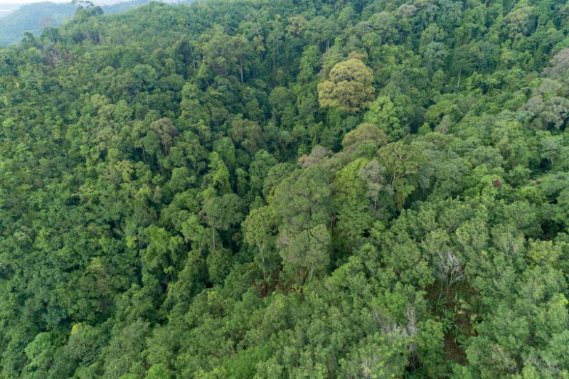 Canopy layer of rainforest