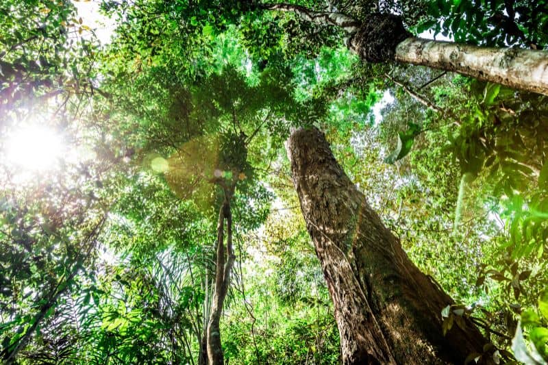 Rainforest trees