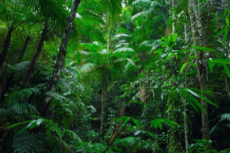 Rainforest plants