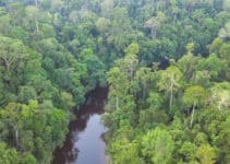 Tropical Rainforest Biome: Location, Temperature, Precipitation, Plants and Animals