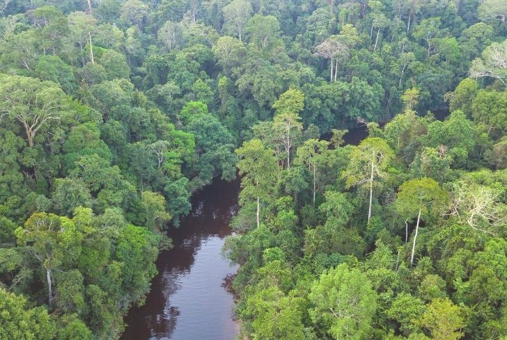 Tropical Rainforest Biome: Location, Temperature, Precipitation, Plants and  Animals - Conserve Energy Future
