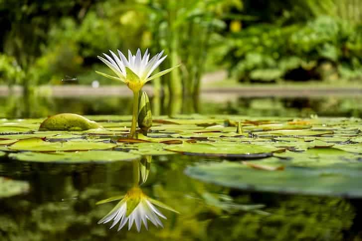 water-lily-flower-bloom-pond