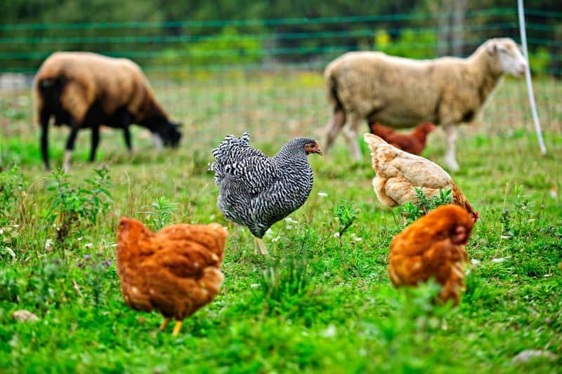 Natural Livestock and Poultry Production