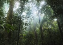 Tropical Rainforest Equivalent To A Football Pitch Vanished Every Six Seconds