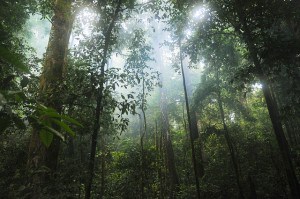 jungle-rainforest-trees-green-nature