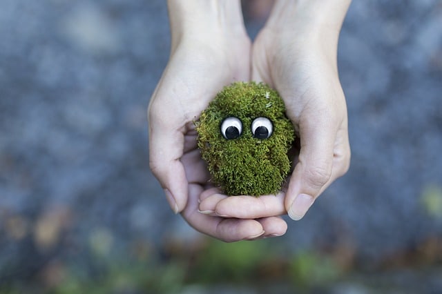 moss-ecology-environment-protection