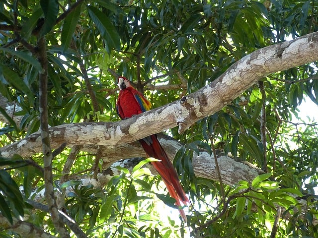 parrot-bird-costa-rica-rainforest