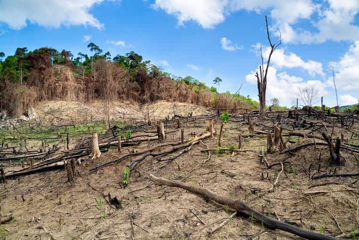 photo-deforestation-in-the-philippines-logging