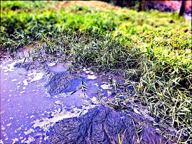 pollution-environment-biotope-pool