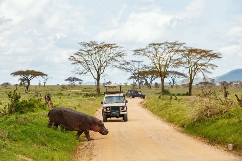 Drive Slowly to Protect Crossing Wildlife