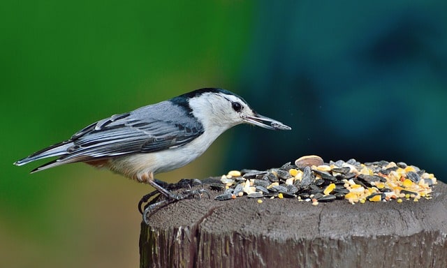 40 Astounding Ways to Protect and Conserve Wildlife - Conserve Energy Future 40 Astounding Ways to Protect and Conserve Wildlife - Conserve Energy Future
