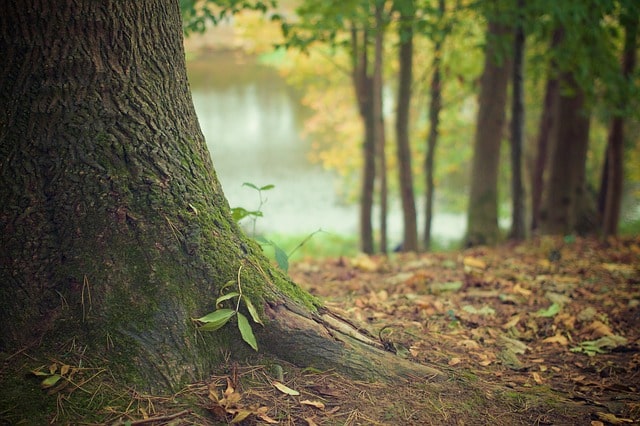 tree-trunk-forest-floor-trunk-roots