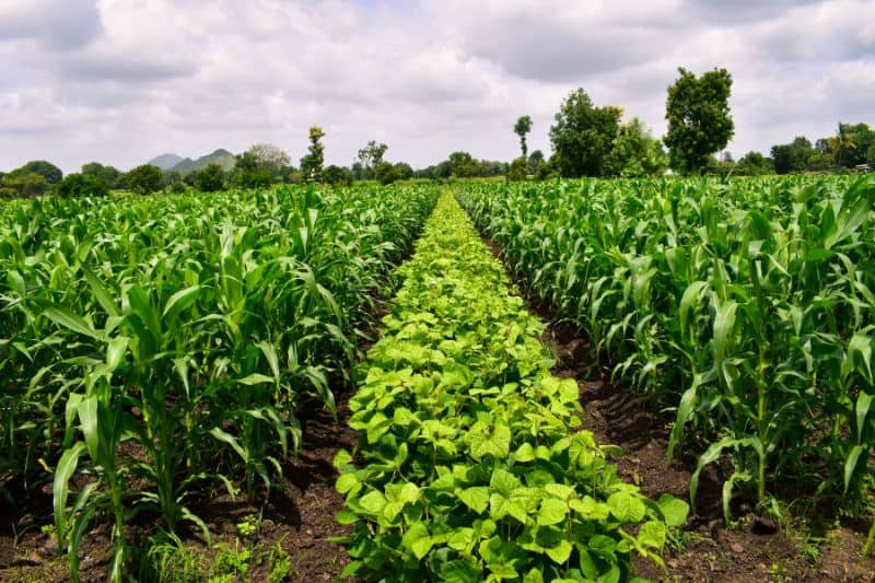 Crop rotation and soil erosion