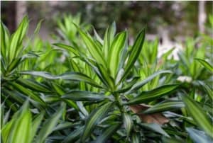 dracaena conserve edged
