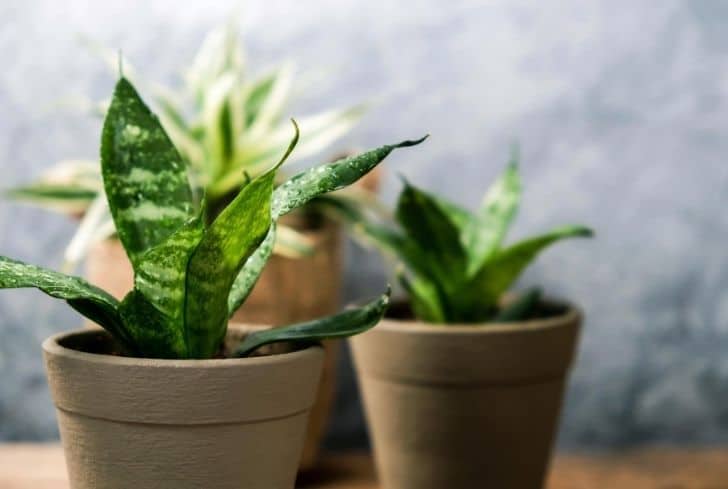 Are Snake Plants Safe For Dogs