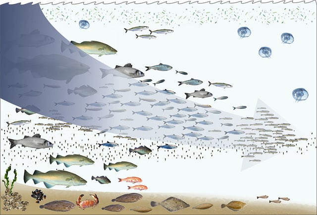 fishing-down-the-foodweb-overfishing