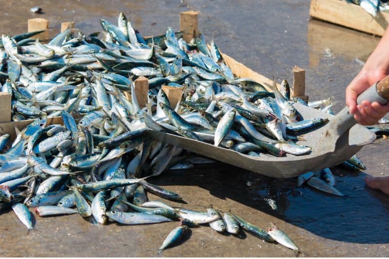 Overfishing