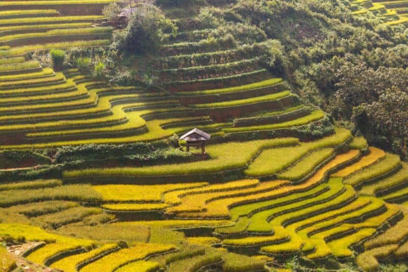 Terrace Farming Practice