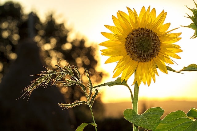 sunflower-sun-summer-yellow-nature-green-energy