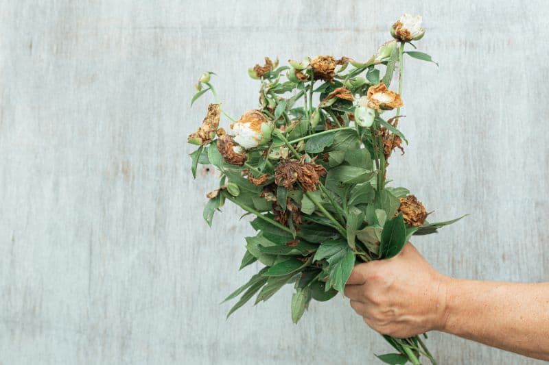 Old Flowers for Compost