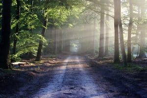 road-sun-rays-path-forests-nature