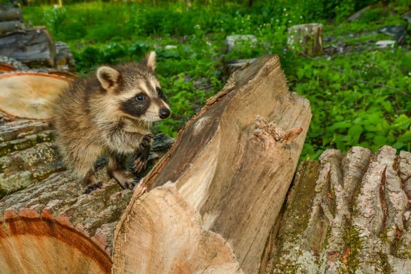 Causes, Effects and Solutions For Habitat Loss and Destruction