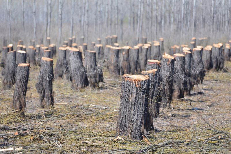 Habitat destruction