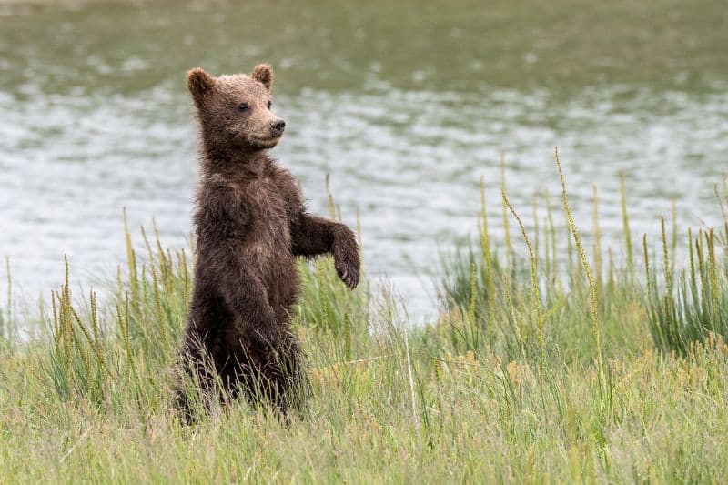 Stressed wildlife