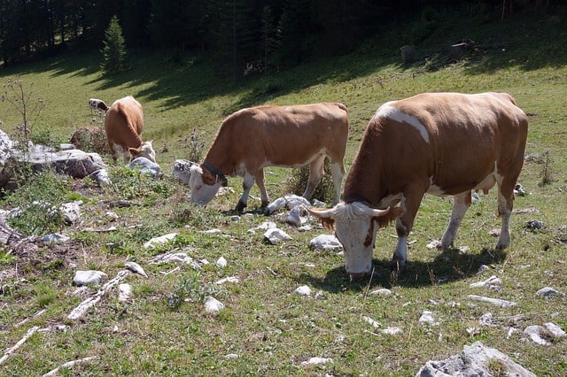 Causes, Effects and Solutions to Overgrazing - Conserve Energy Future Causes, Effects and Solutions to Overgrazing - Conserve Energy Future