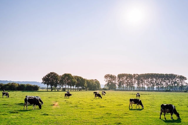 Causes, Effects and Solutions to Overgrazing - Conserve Energy Future